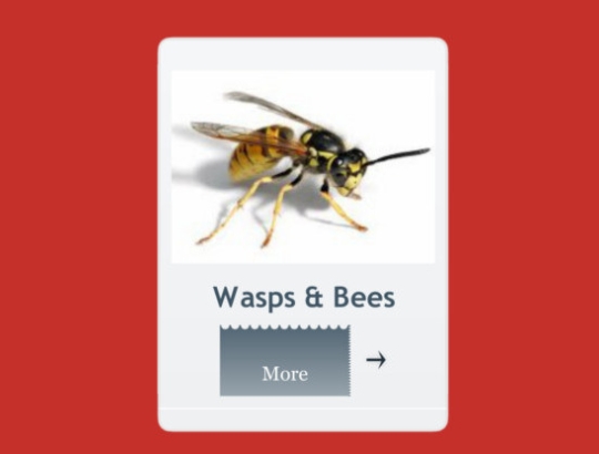 wasps & bees